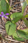 Alpine violet